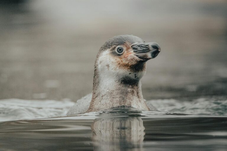 A penguin enjoys a tranquil swim, captured in serene natural surroundings.